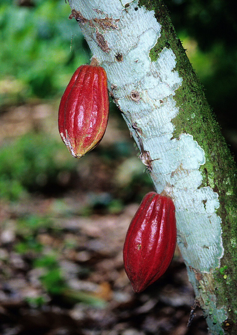 Cacao Tree with pods