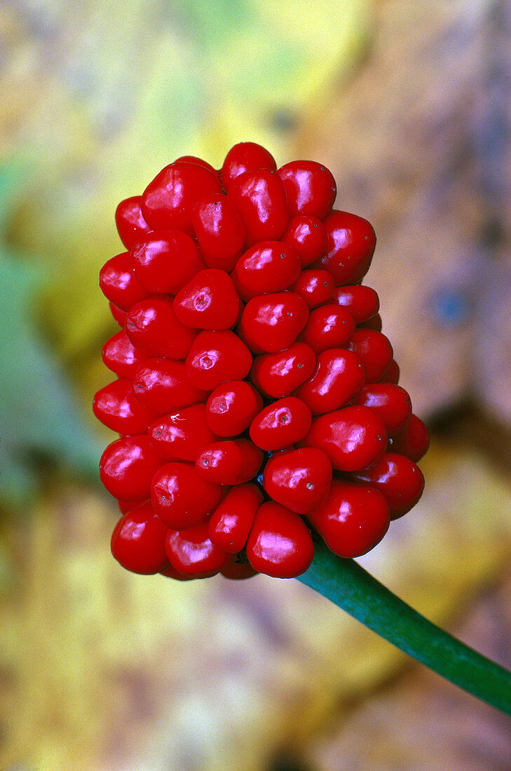 Jack-In-The-Pulpit berries