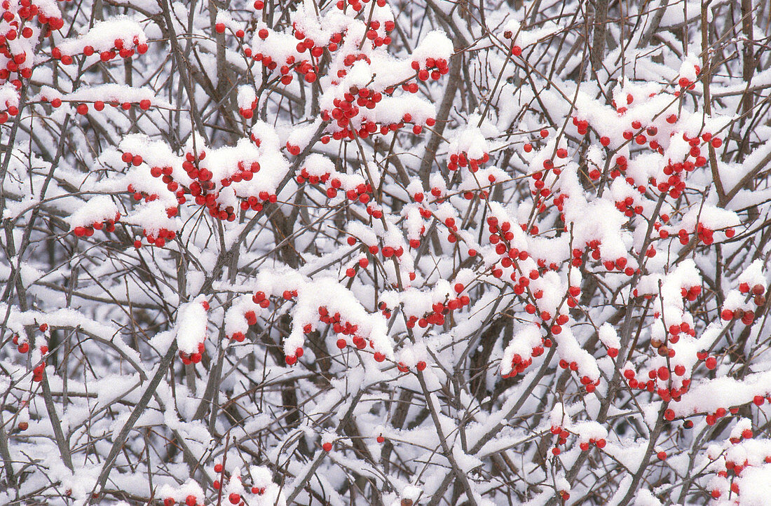 Snow on Winterberry
