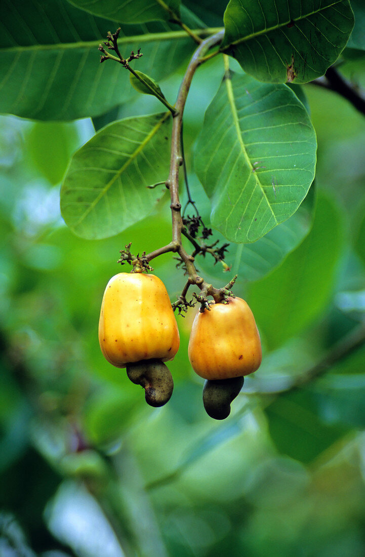 Cashew (Anacardium occidentale) fruits