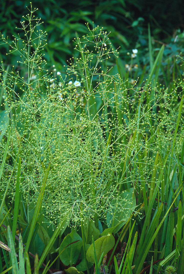 Water Plantain