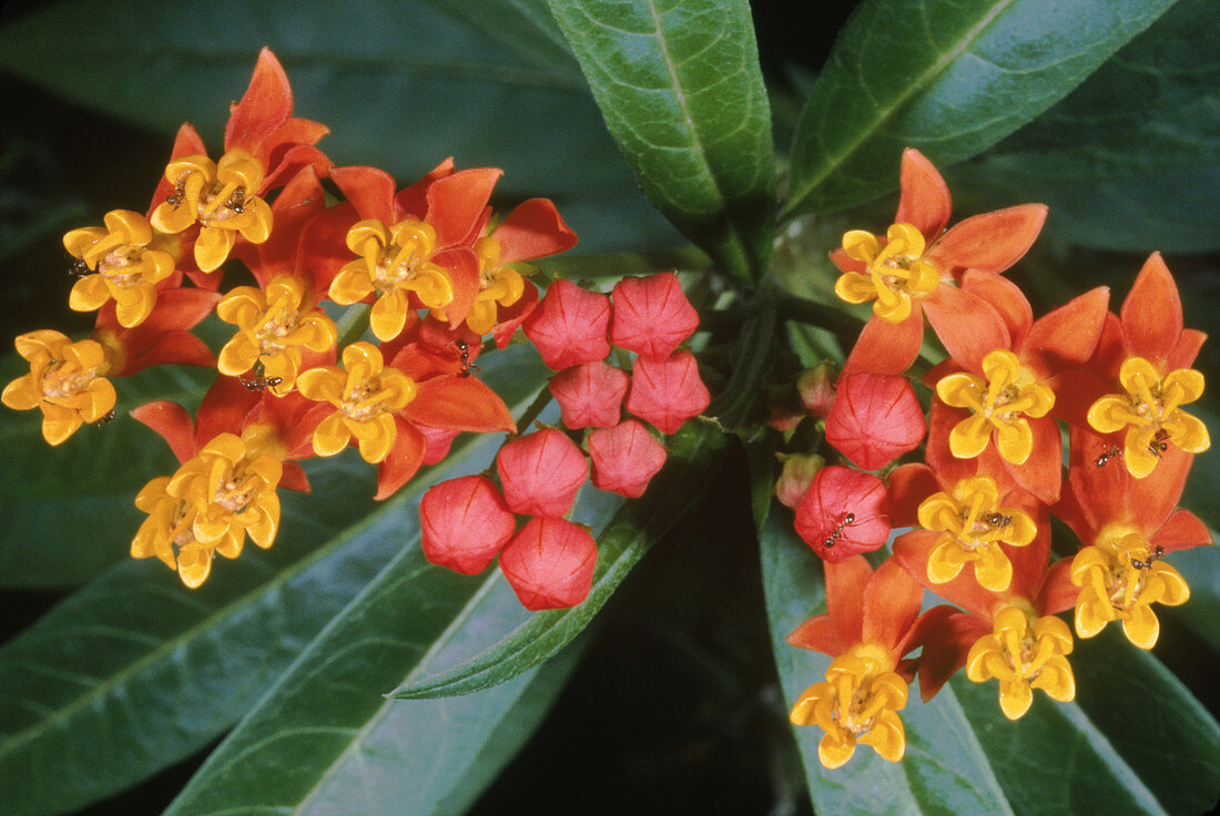 Butterfly Milkweed