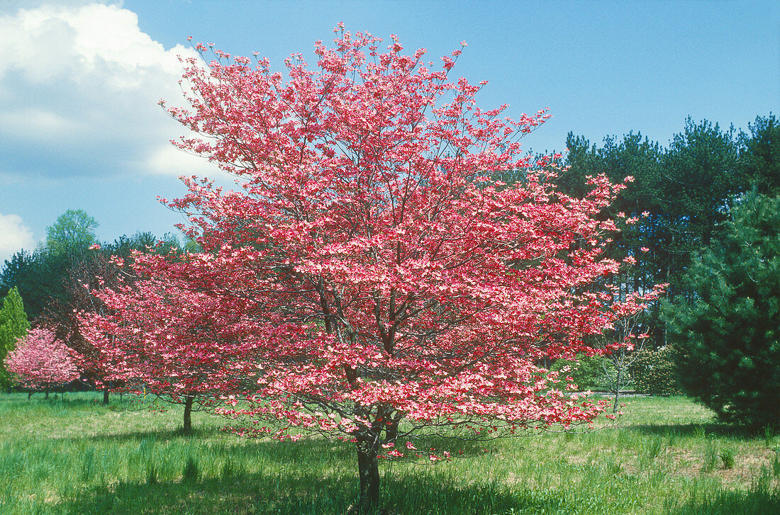 Pink Flowering Dogwood (Cornus florida)