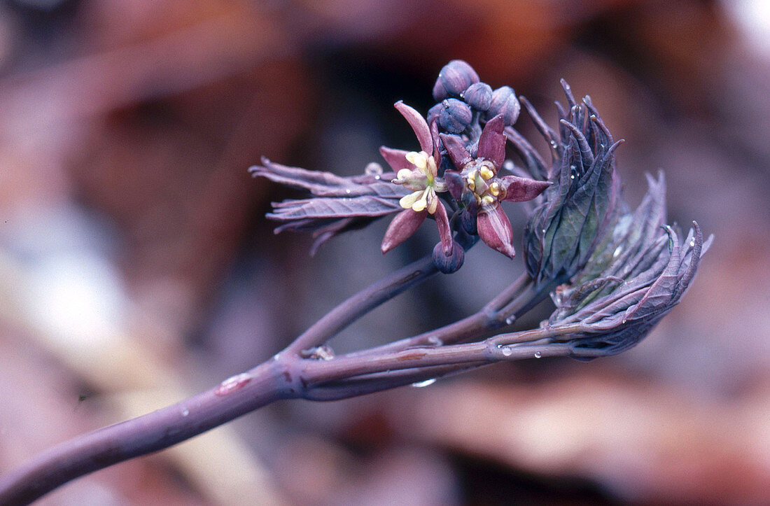 Blue Cohosh