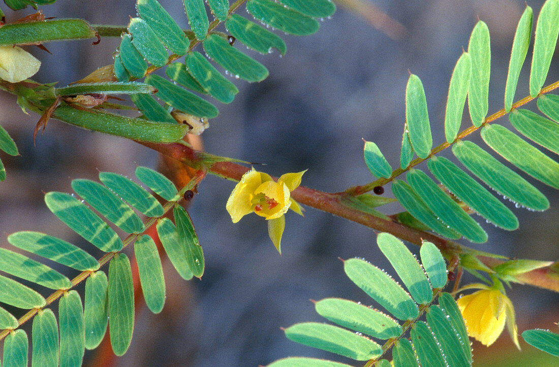 Wild Sensitive Plant (Cassia nictitans)