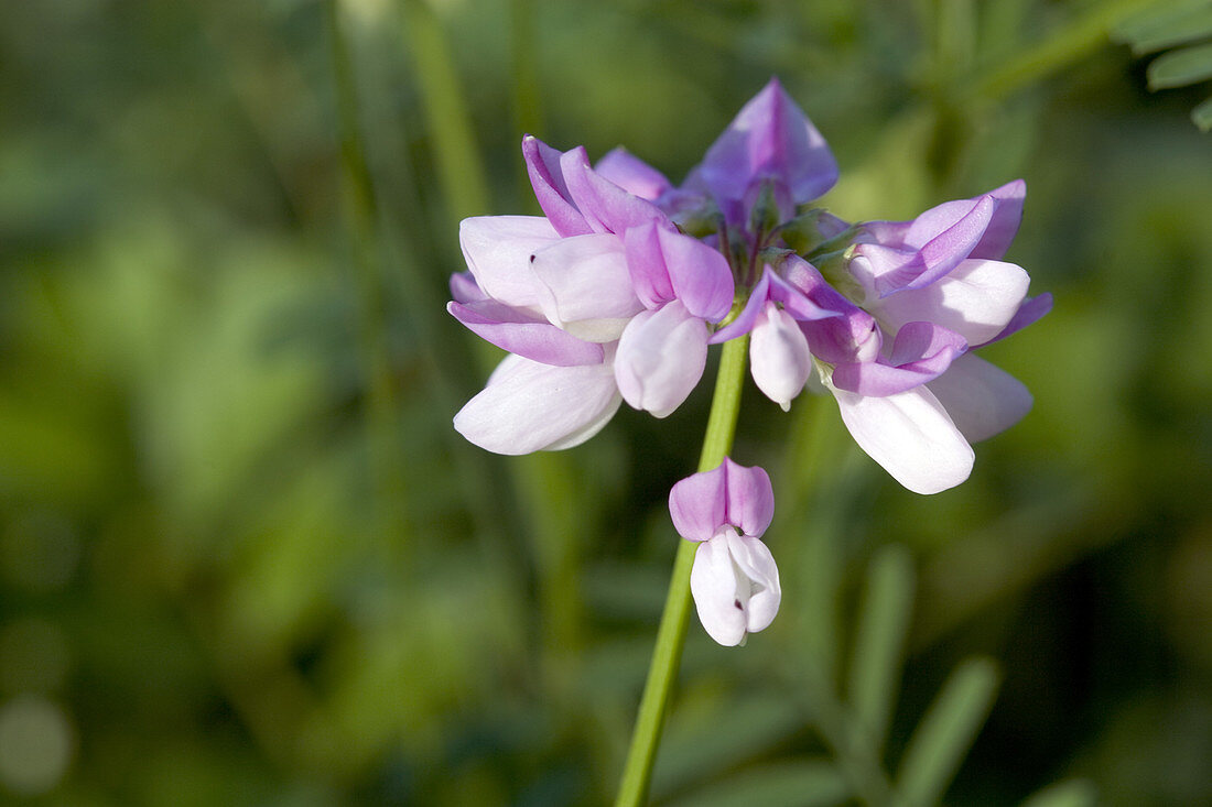 Crown Vetch