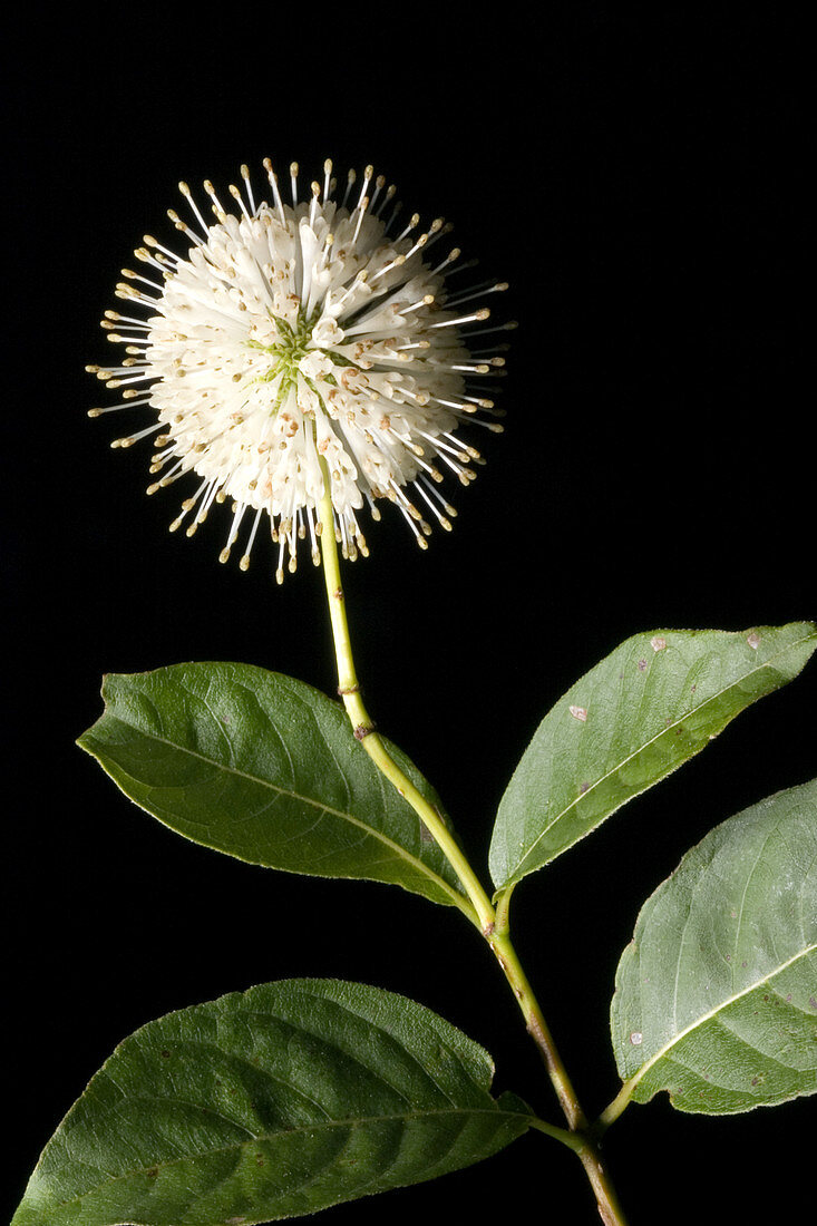 Buttonbush Flower