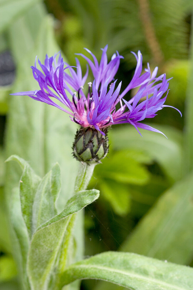 Bachelor's Button (Centaurea montana)