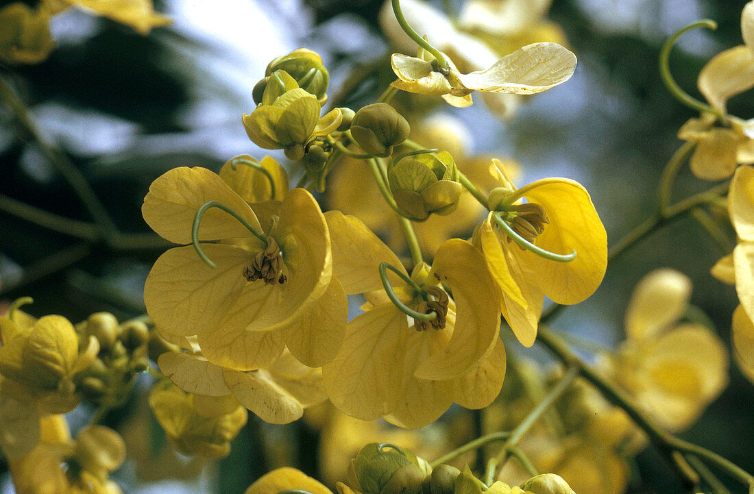Casia Amarilla (Cassia spectabilis)