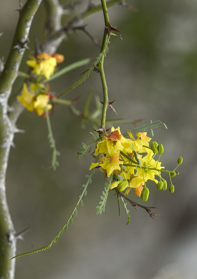 Parkinsonia