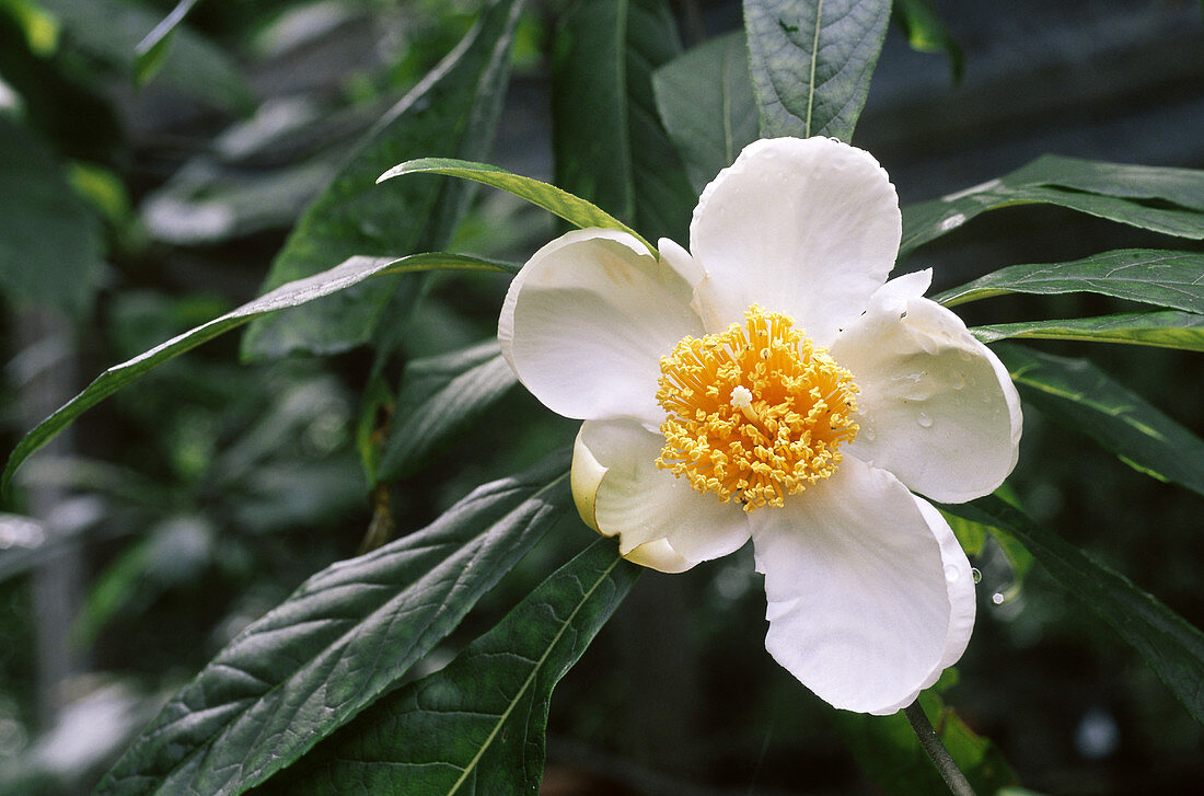 Franklinia Flower