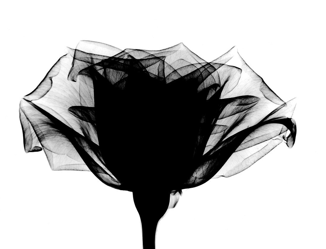 X-ray of a rose
