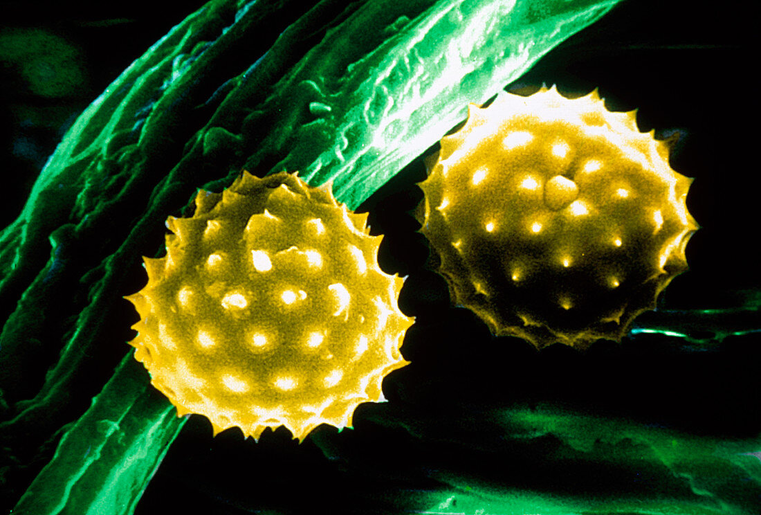 Ragweed pollen
