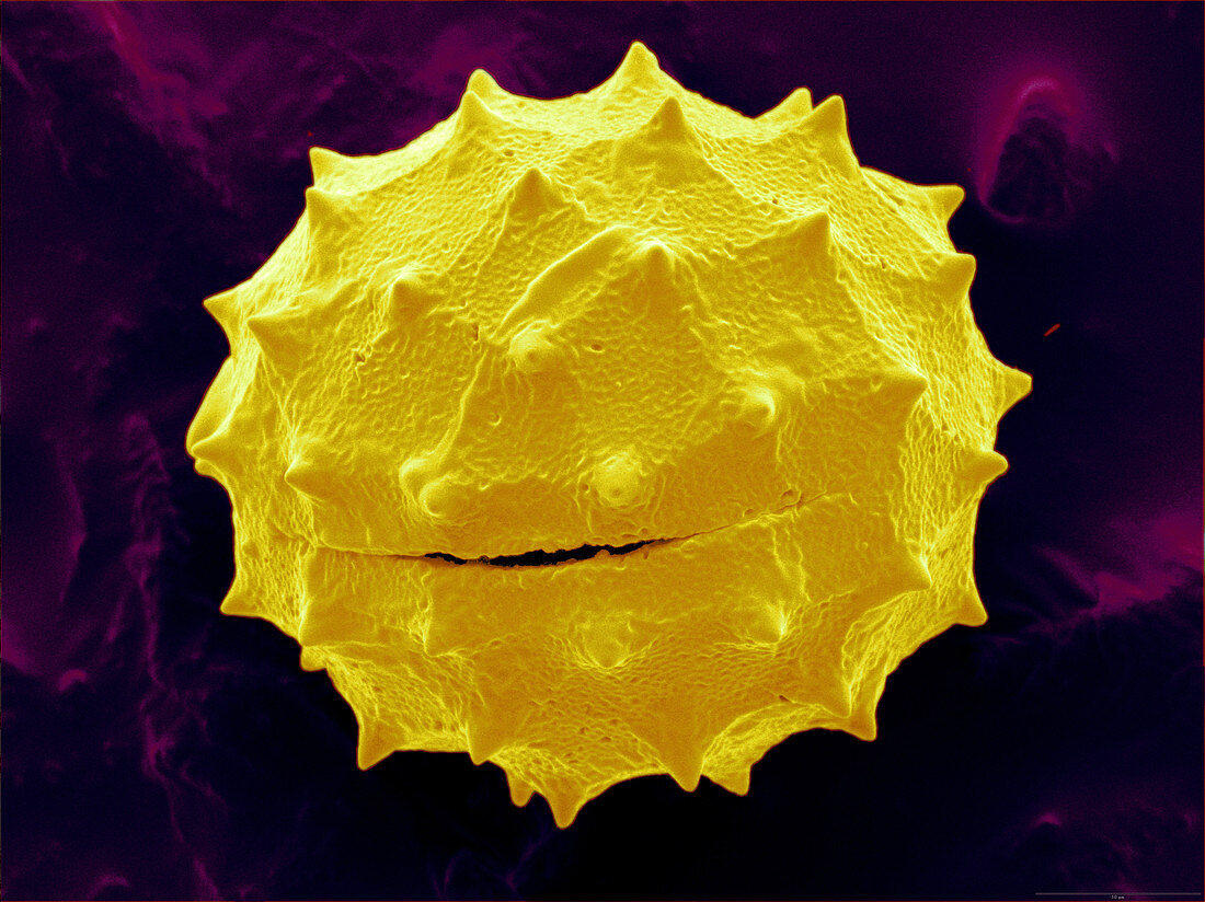 Thistle pollen