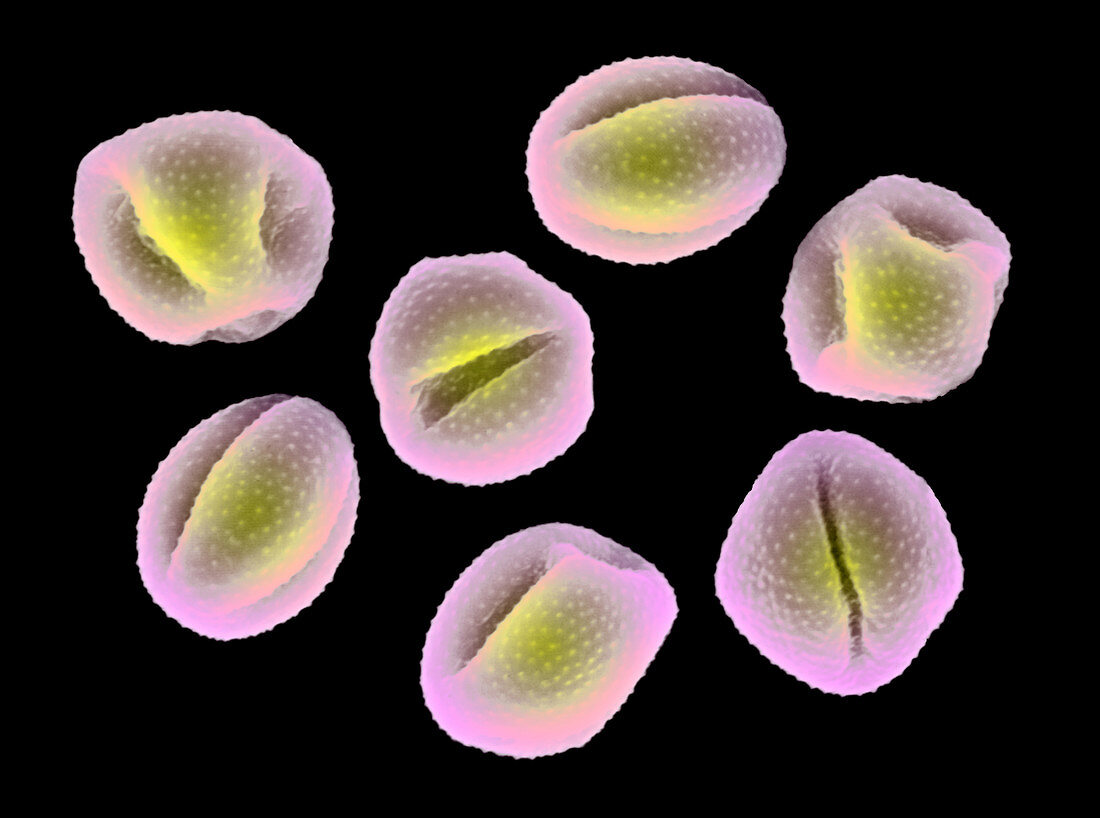 Marsh Marigold Pollen Grains