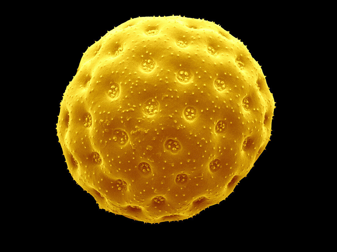 SEM of Orache Pollen