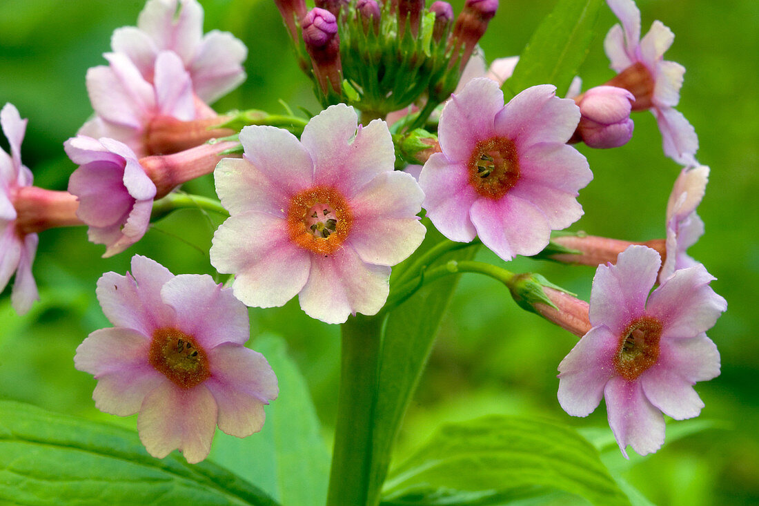 Japanese Primrose (Primula japonica)