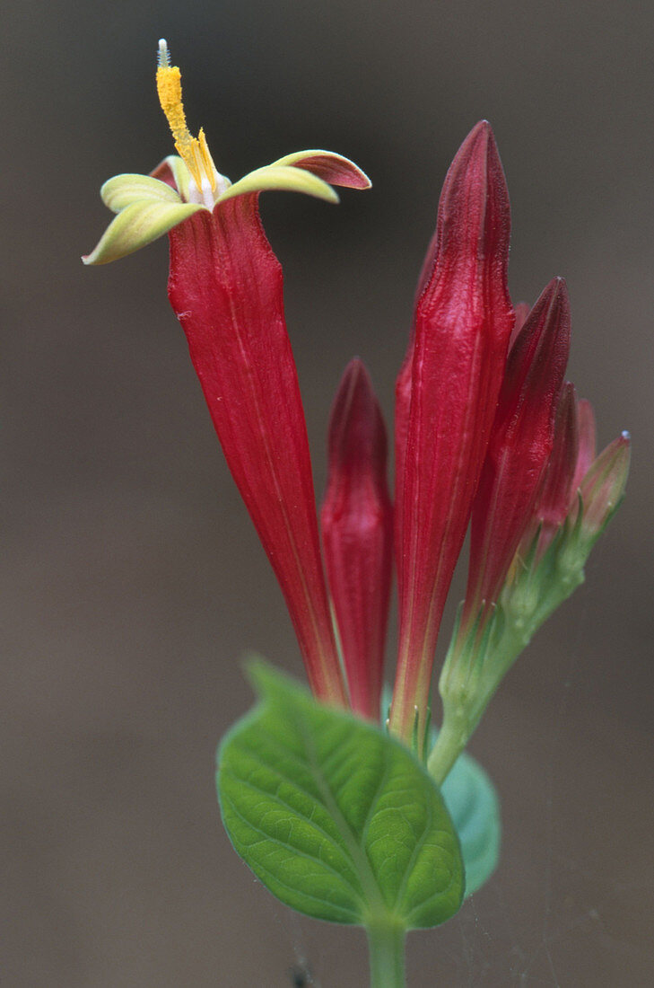 Indian Pink