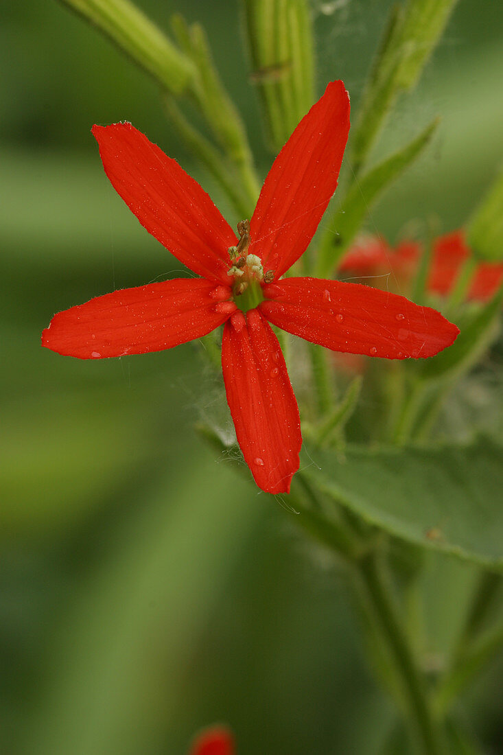 Royal Catchfly (Silene regia)