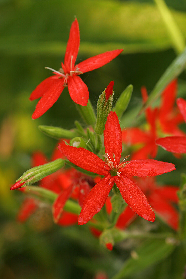 Royal Catchfly (Silene regia)