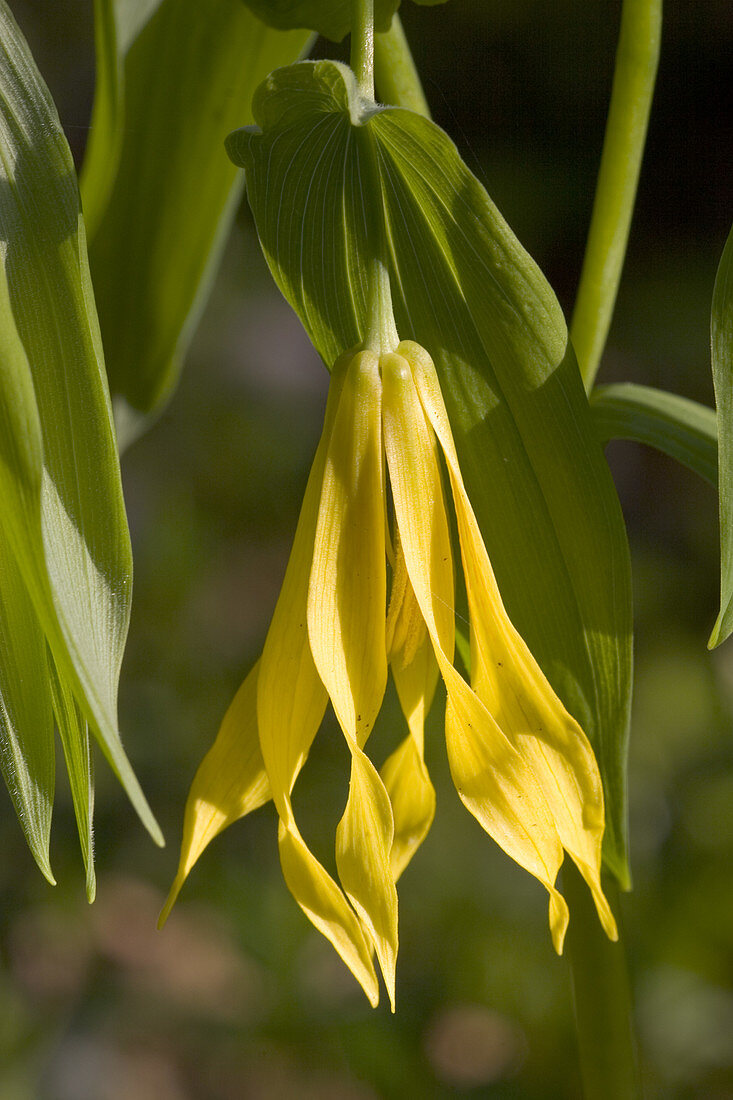 Large Flowered Bellwort