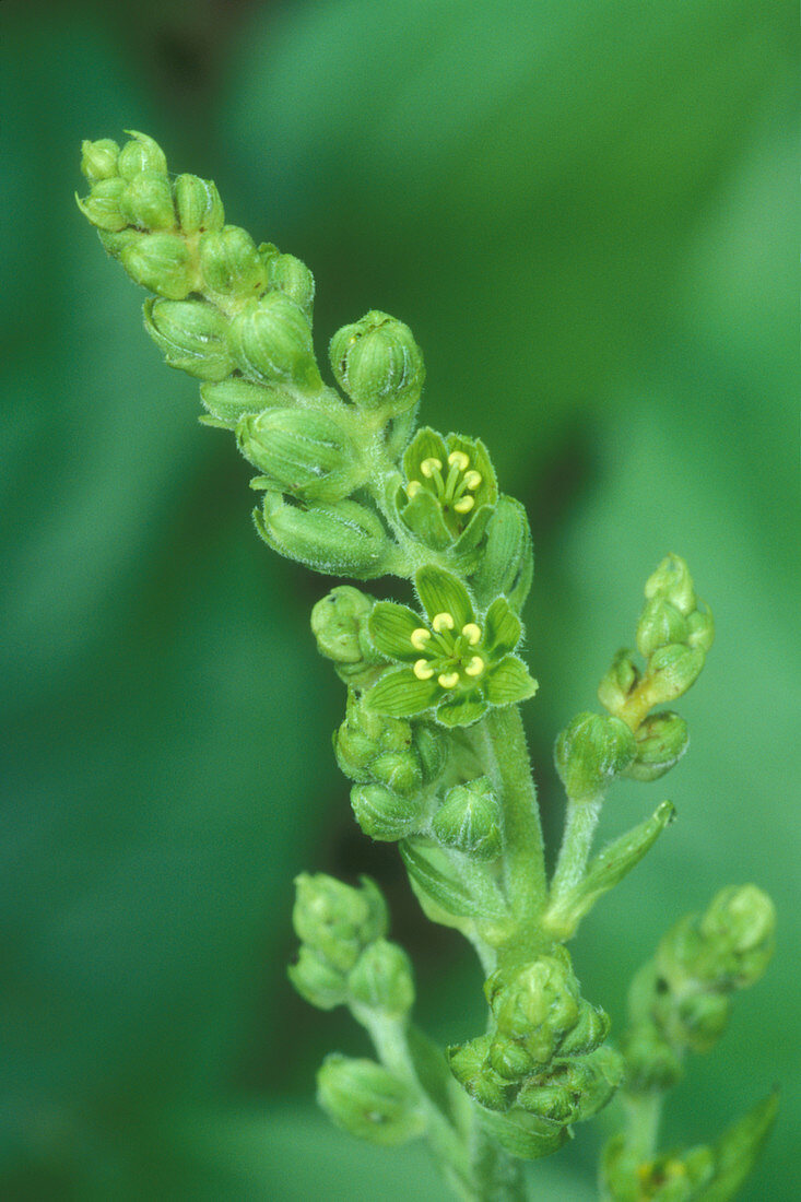 False Hellebore