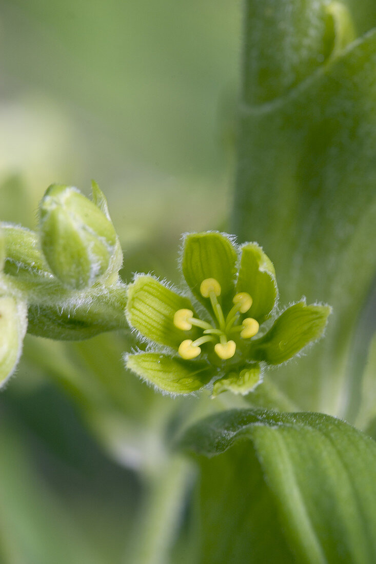 False Hellebore