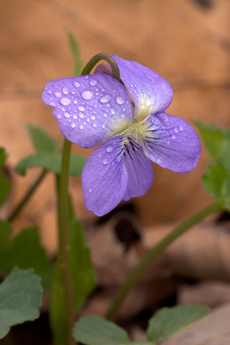 Missouri Violet