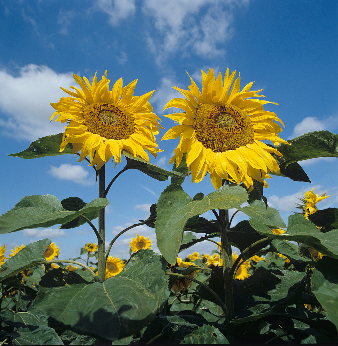 Sunflowers (Helianthus annuus)