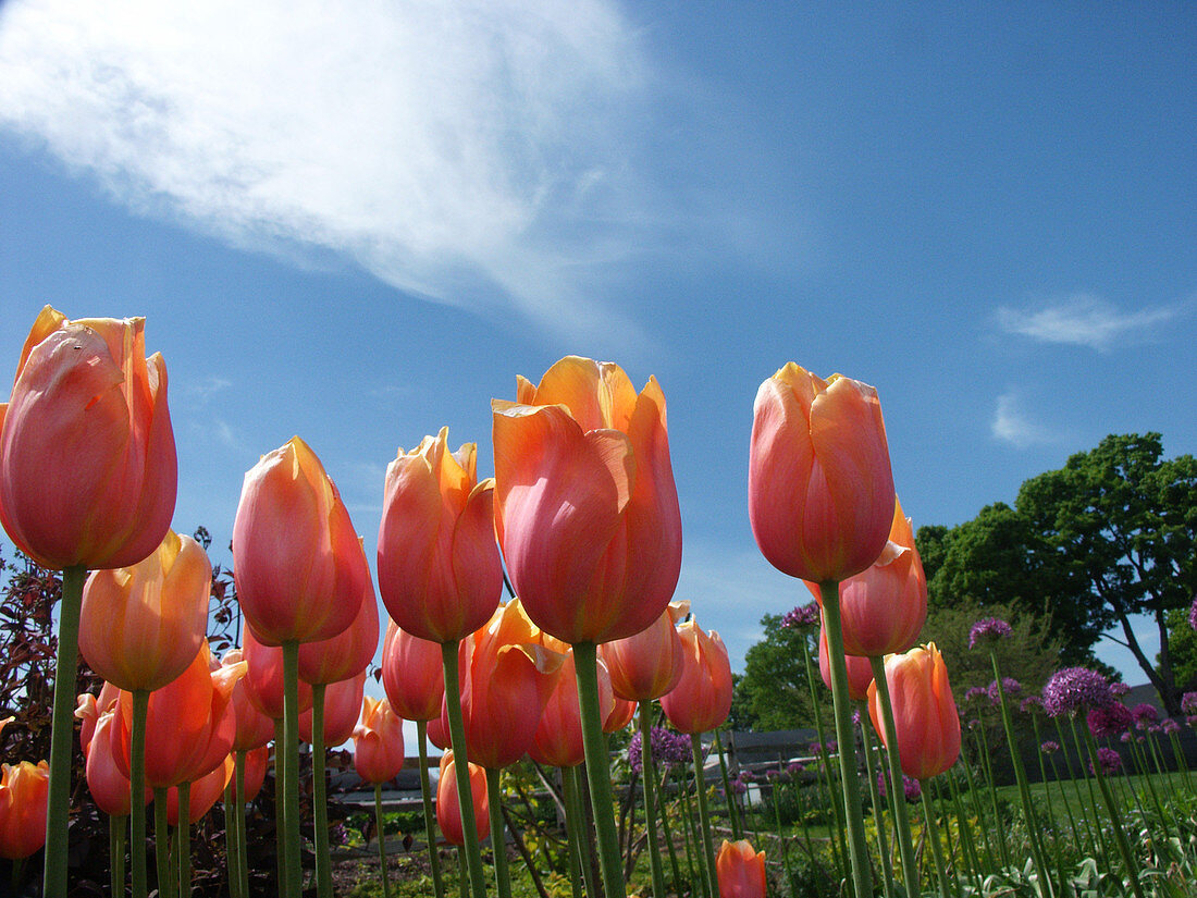 Tulips 'Dardone' (Tulipa gesneriana)