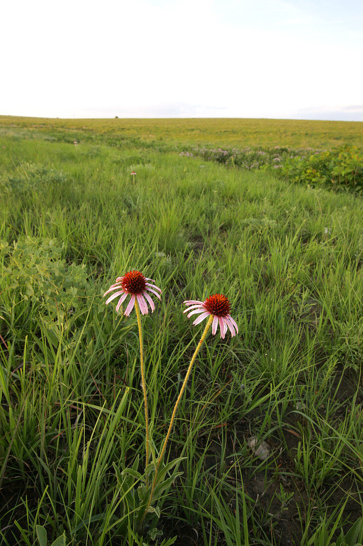Blacksamson Echinacea in prairie pasture