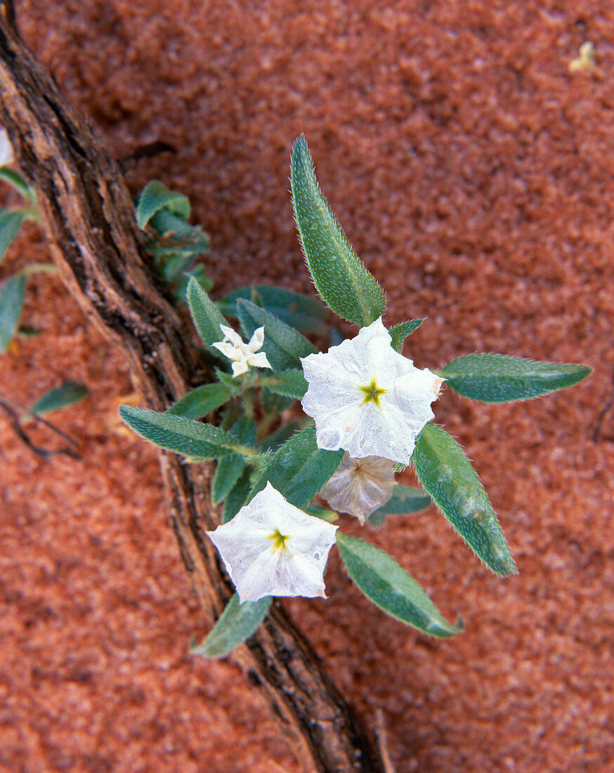 Sweet-Scented Heliotrope