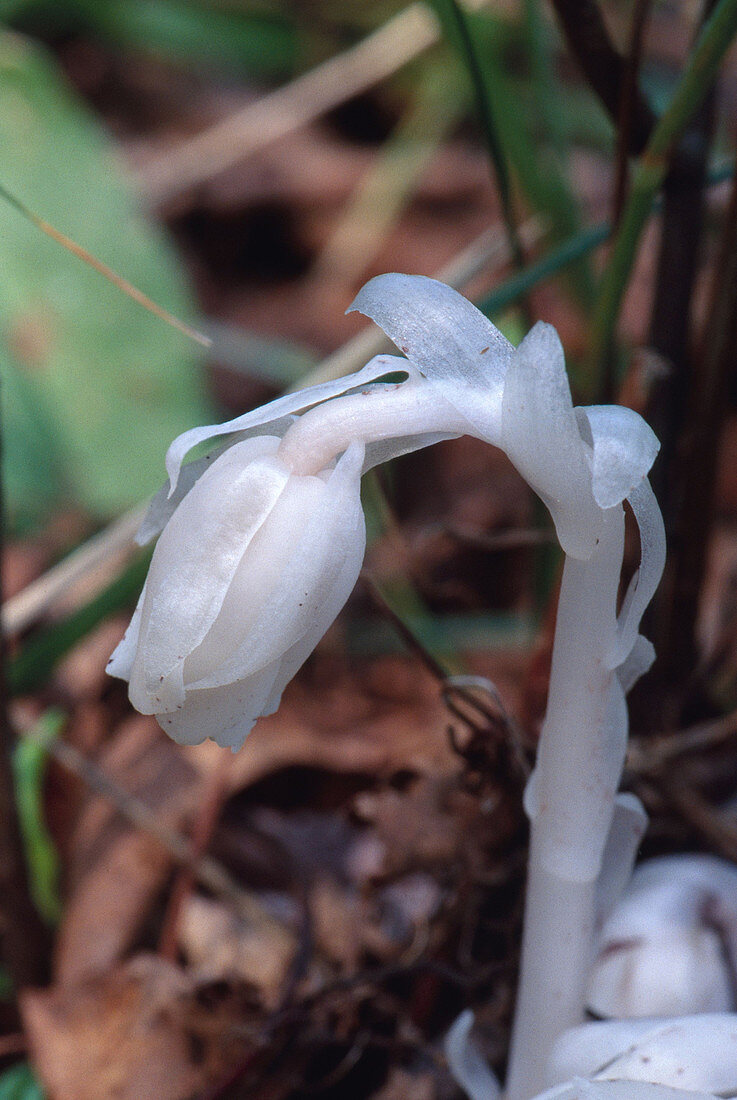 Indian Pipe