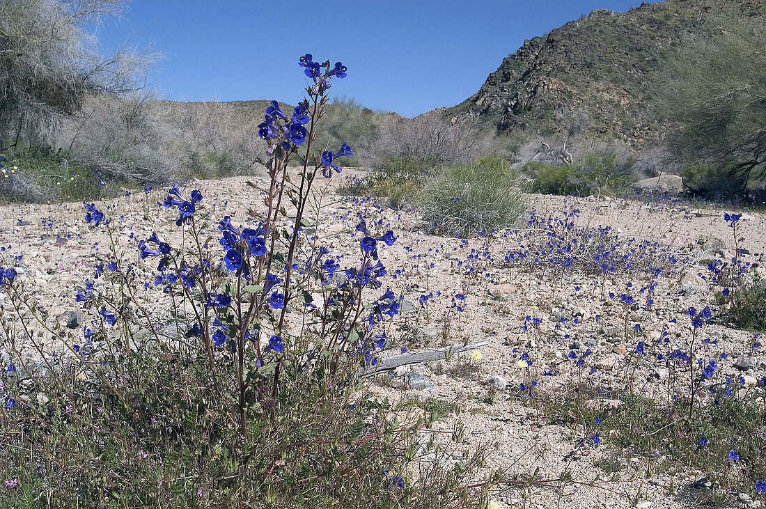 Desert Bluebells (Phacelia campanularia)