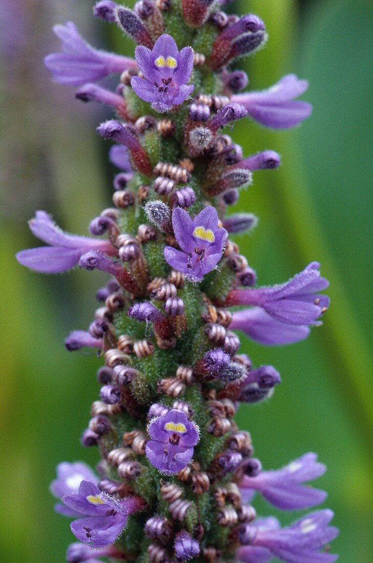 Pickerelweed