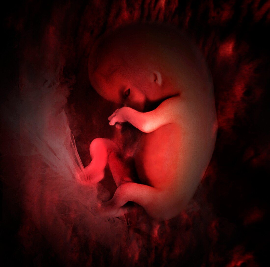 Embryo at 56 days