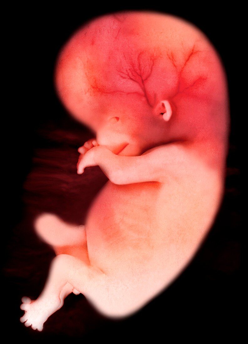 Embryo at 56 days
