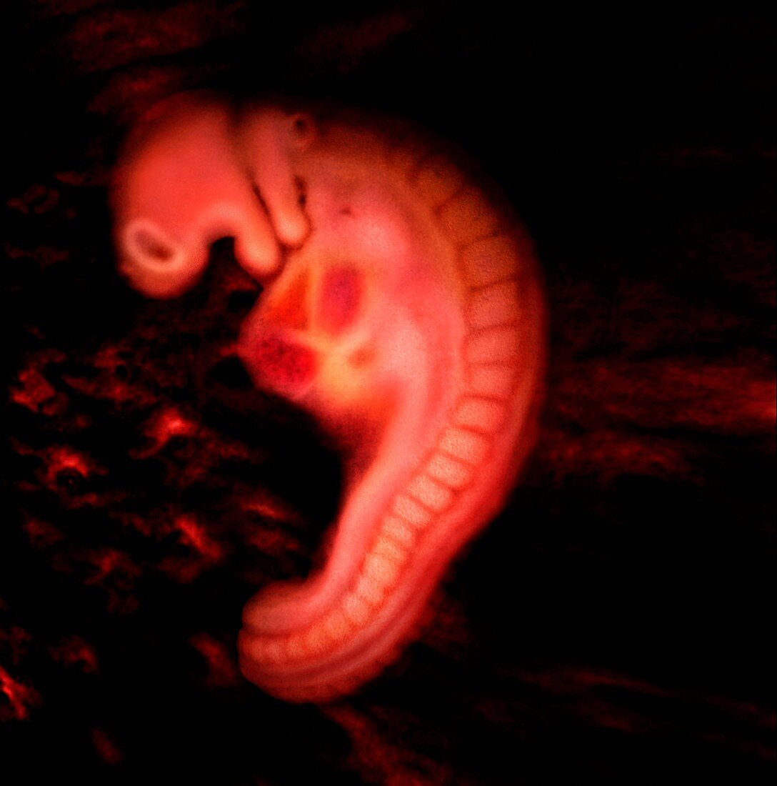Embryo at 26 days