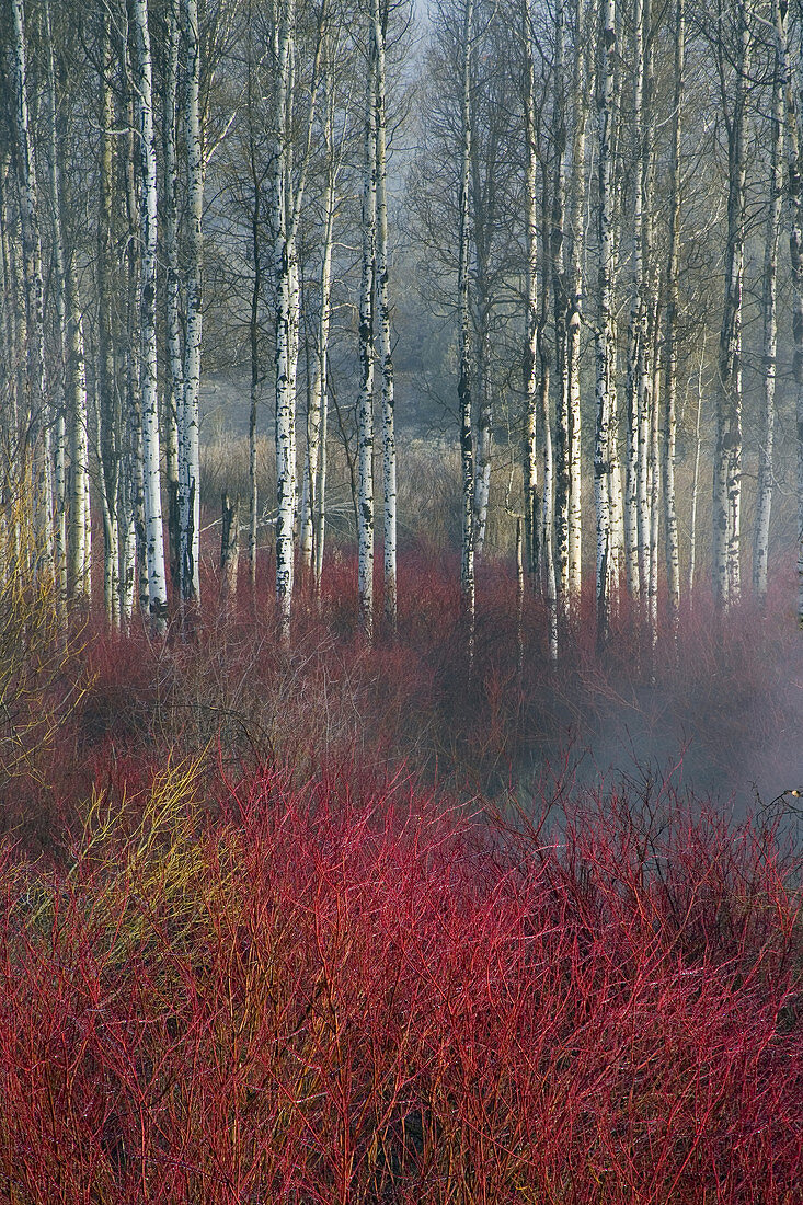 Birch and Red Willow,Oregon