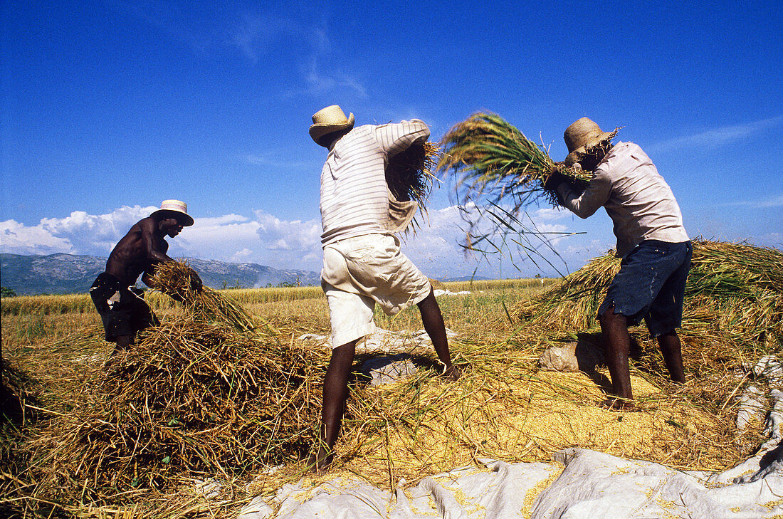 Harvesting Rice,Haiti