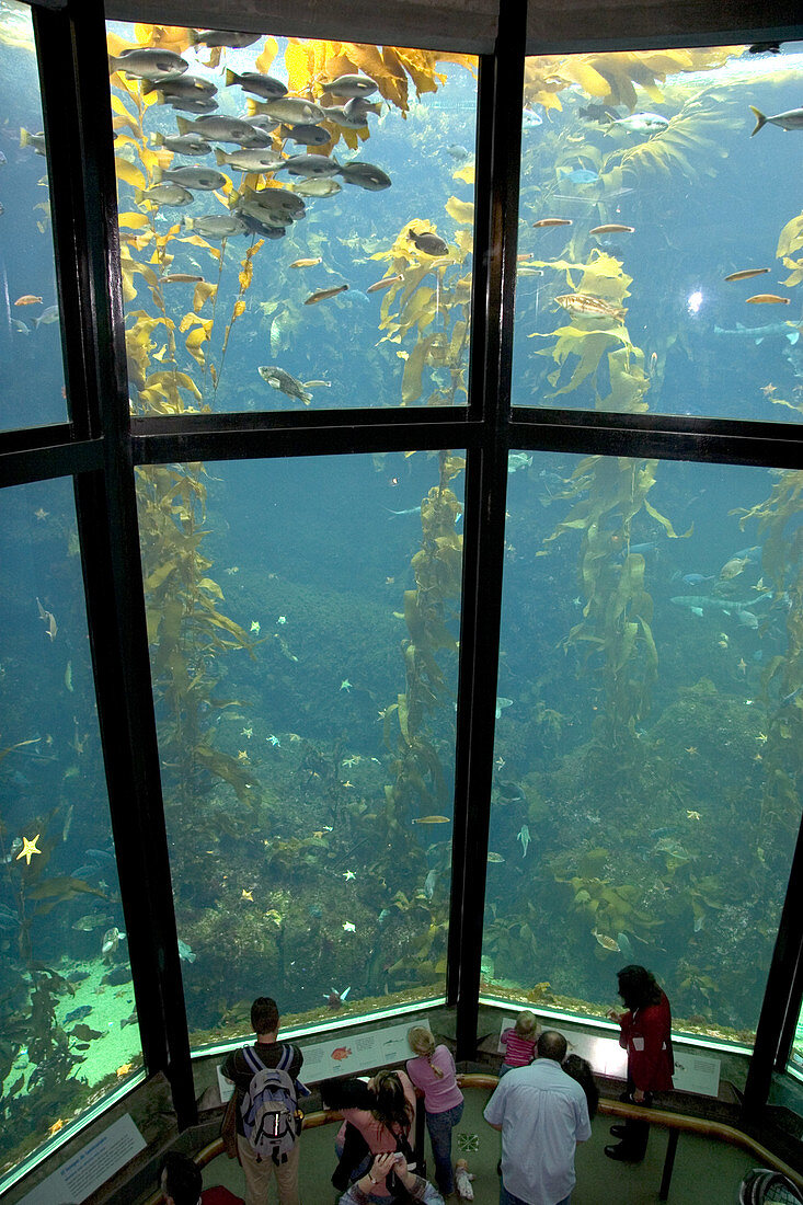 Kelp forest display at Monterey Bay Aquar