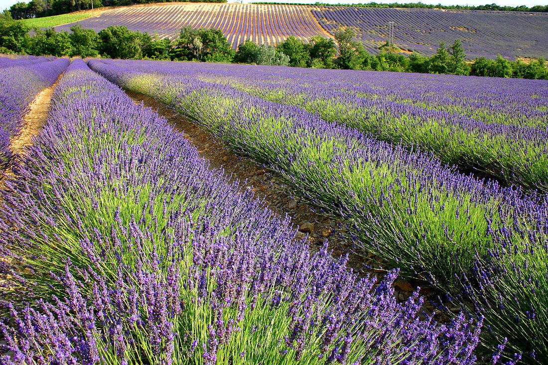 Lavender Fields,Provence