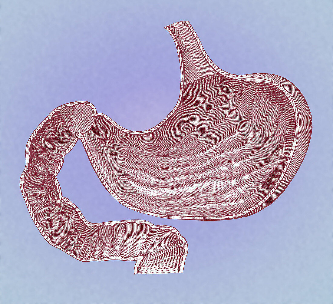 Stomach