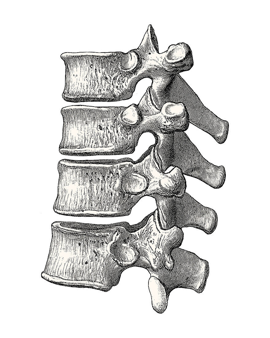 Vertebrae