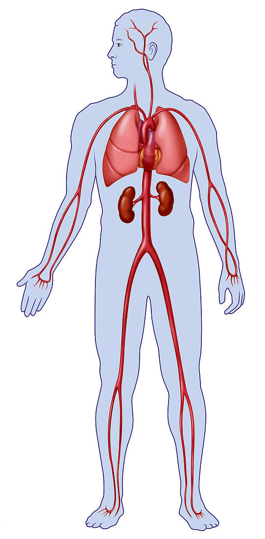 Full Figure Circulatory Schematic