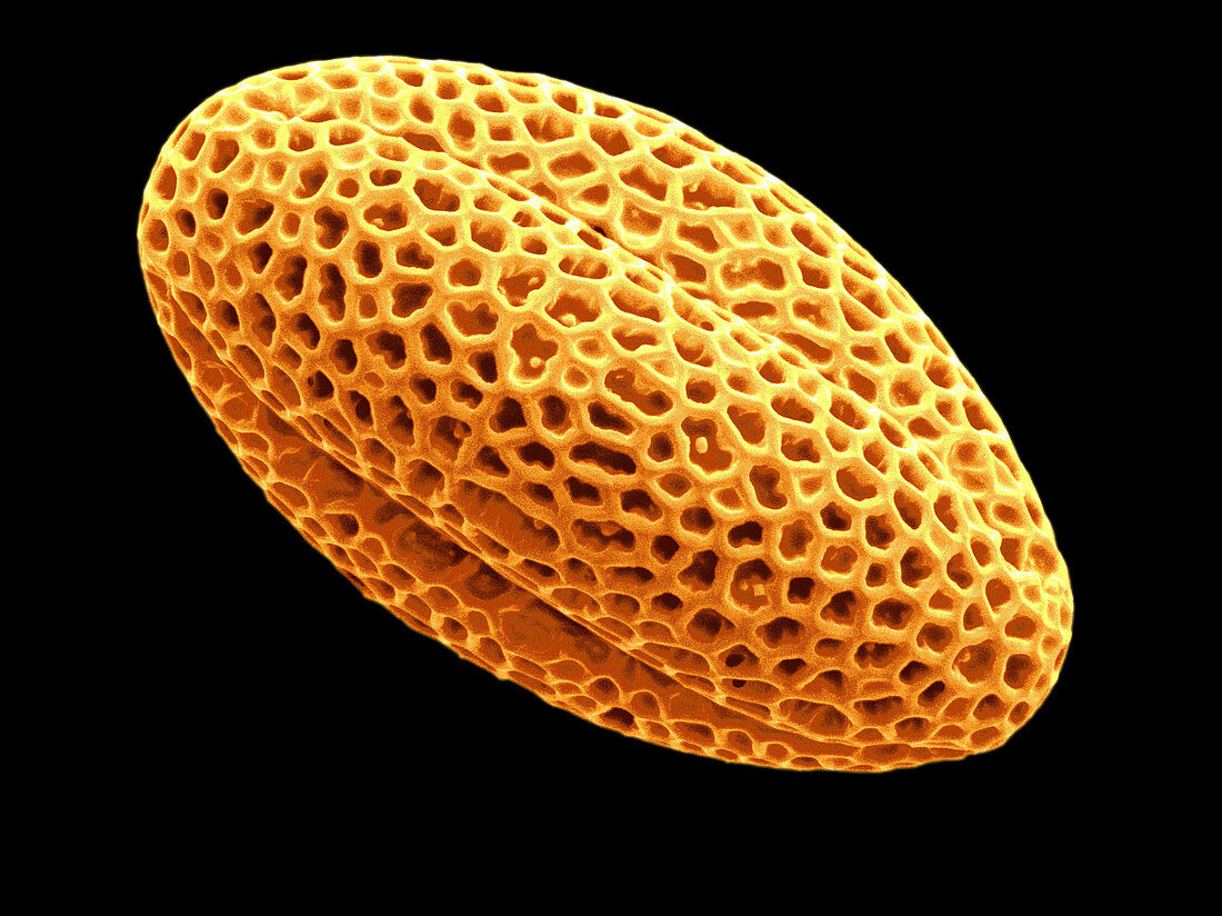 Radish Pollen