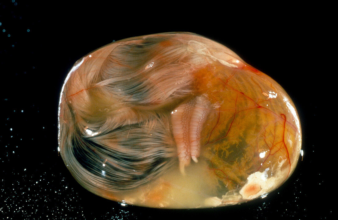 Chick Embryo After 19 Days