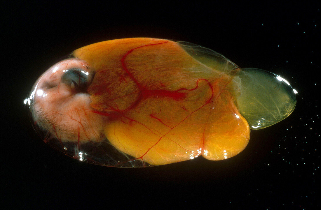 Chick Embryo After 12 Days