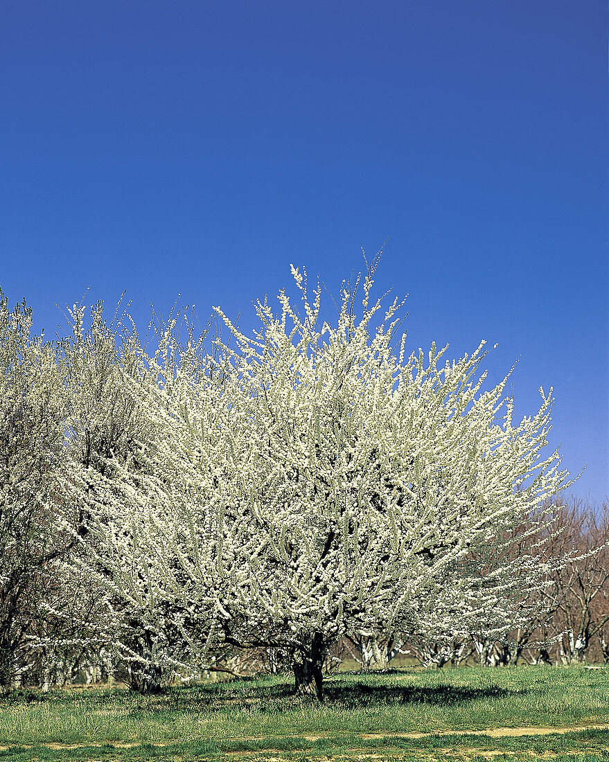 Pear Tree in Full Bloom