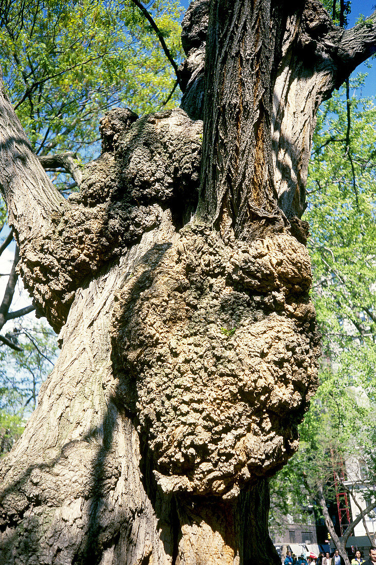 Tree With Crown Gall Disease